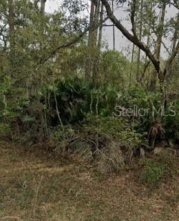 Brush Street Interlachen, FL 32148 - Photo 1 of 1 a backyard of a house with lots of plants and large tree