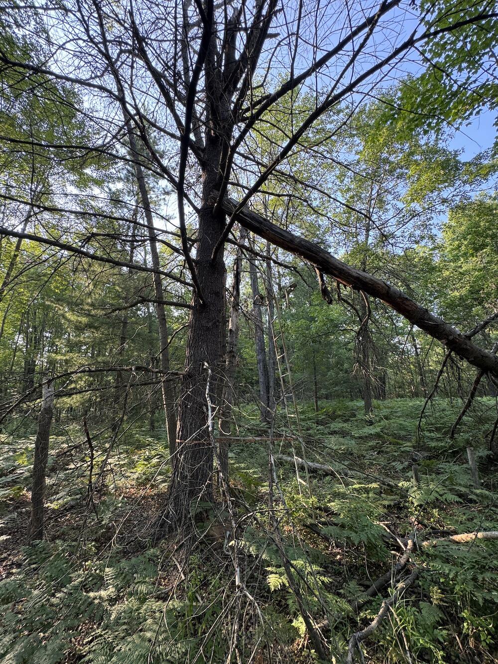 Whitney Road Beaverton, MI 48612 - Photo 54 of 107 IMG_4170