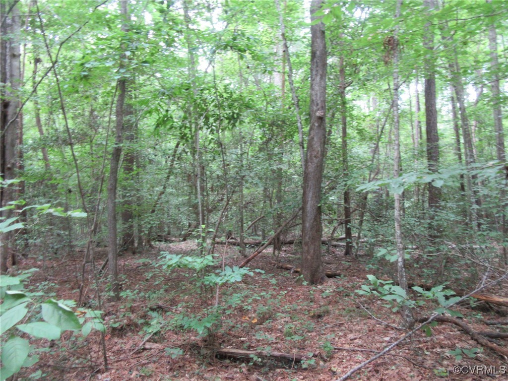 54-32 Scotts Road Dewitt, VA 23840 - Photo 11 of 25 a view of a forest that has large trees