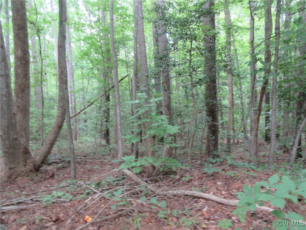54-32 Scotts Road Dewitt, VA 23840 - Photo 12 of 25 a view of a forest that has large trees