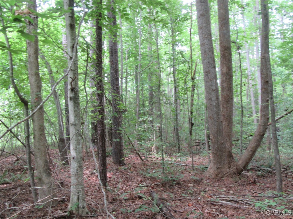 54-32 Scotts Road Dewitt, VA 23840 - Photo 13 of 25 a view of forest