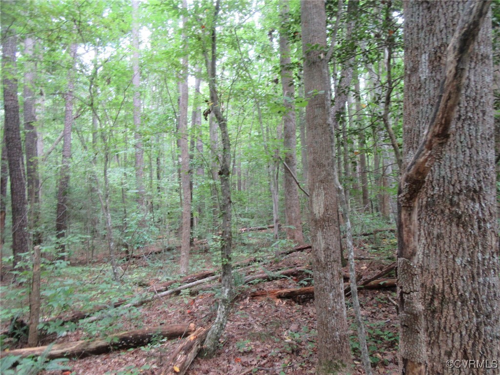 54-32 Scotts Road Dewitt, VA 23840 - Photo 14 of 25 a view of a forest that has large trees