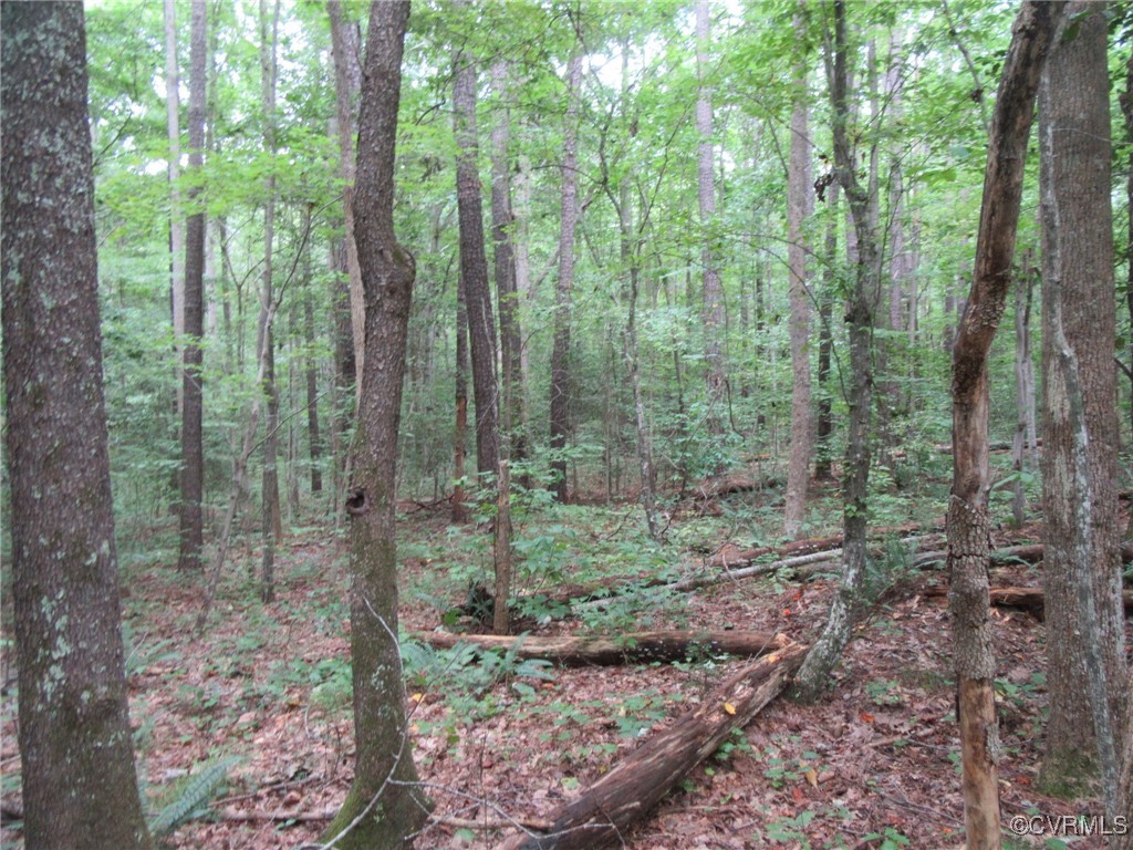 54-32 Scotts Road Dewitt, VA 23840 - Photo 15 of 25 a view of a forest with trees