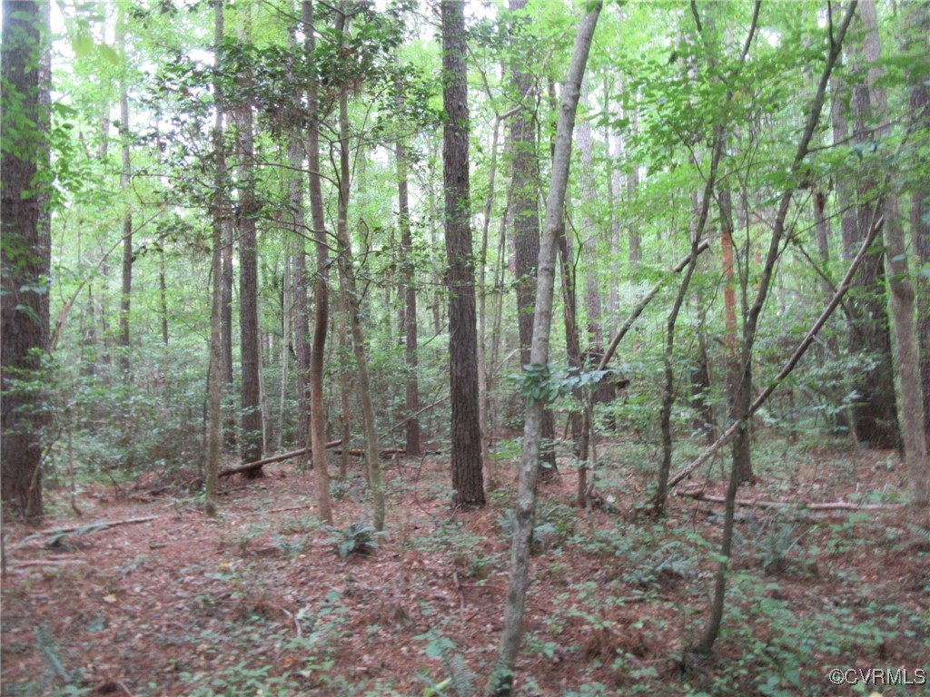 54-32 Scotts Road Dewitt, VA 23840 - Photo 16 of 25 a view of a forest that has large trees