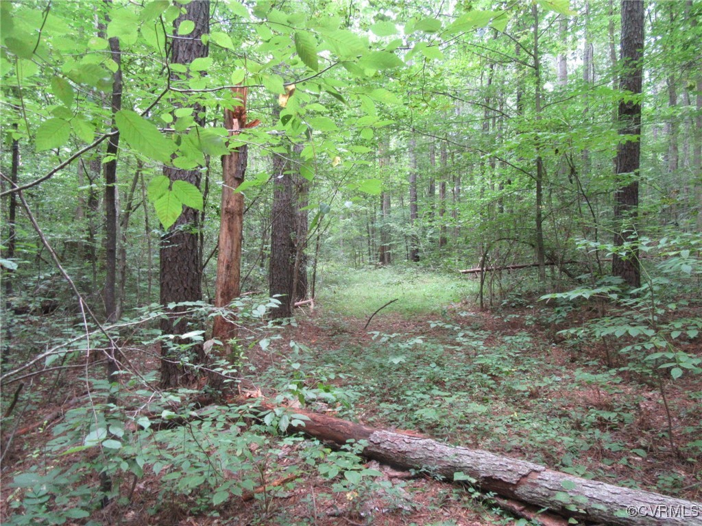 54-32 Scotts Road Dewitt, VA 23840 - Photo 18 of 25 a view of a forest filled with trees
