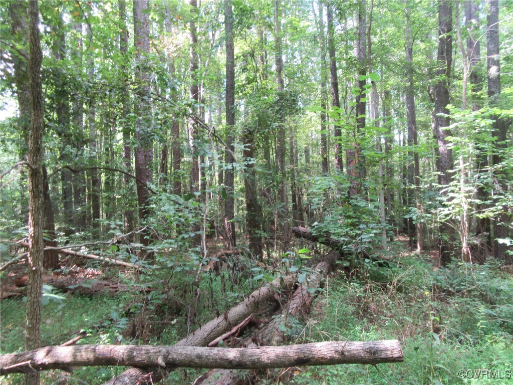 54-32 Scotts Road Dewitt, VA 23840 - Photo 20 of 25 a view of a forest with a yard