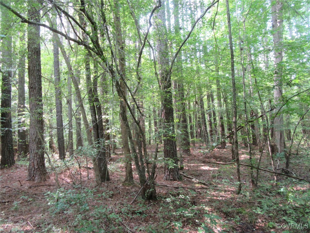 54-32 Scotts Road Dewitt, VA 23840 - Photo 22 of 25 a view of forest
