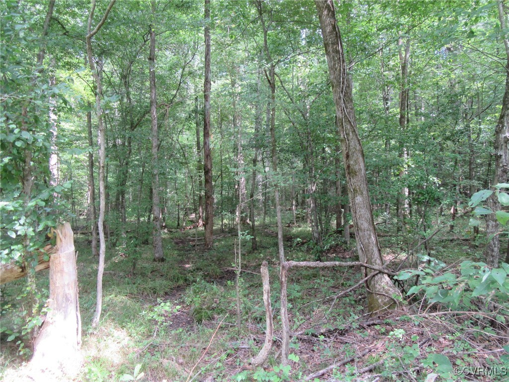 54-32 Scotts Road Dewitt, VA 23840 - Photo 4 of 25 a view of forest