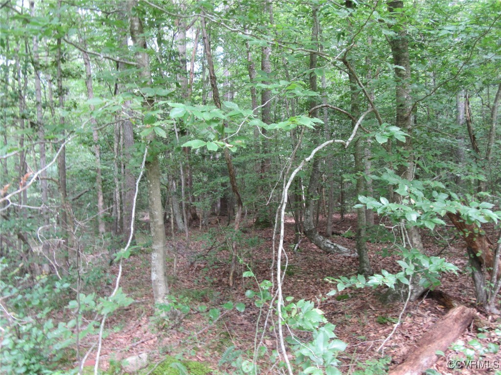 54-32 Scotts Road Dewitt, VA 23840 - Photo 5 of 25 a view of a forest with lots of trees