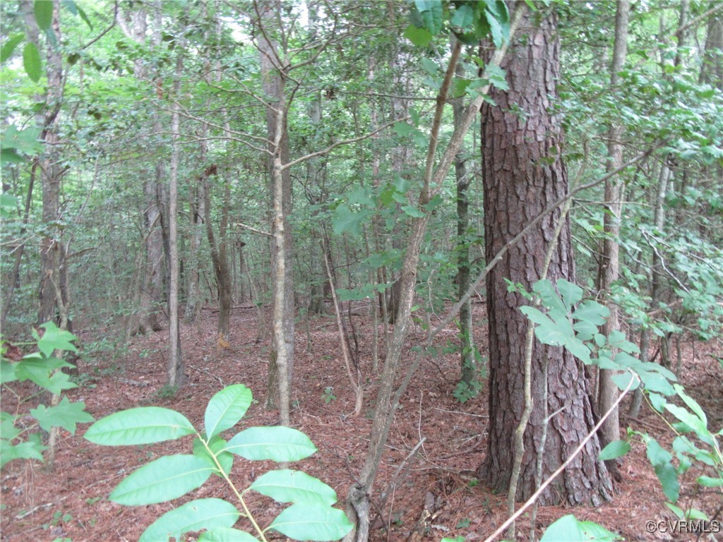 54-32 Scotts Road Dewitt, VA 23840 - Photo 7 of 25 a backyard of a house with lots of green space and a fountain