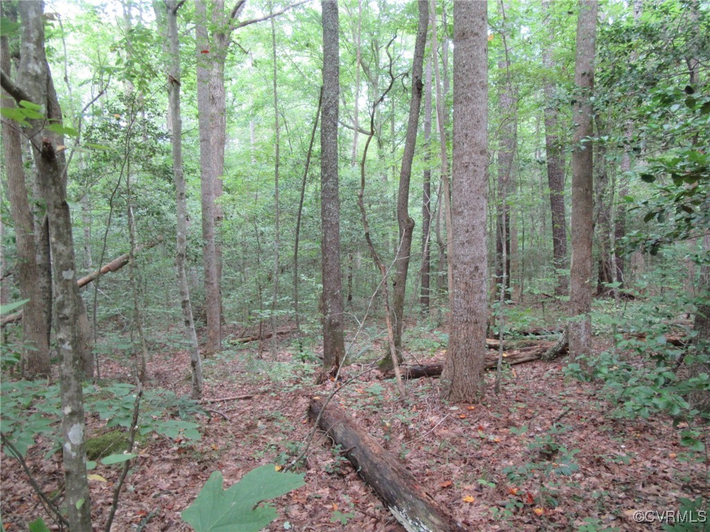 54-32 Scotts Road Dewitt, VA 23840 - Photo 8 of 25 a view of a forest that has large trees