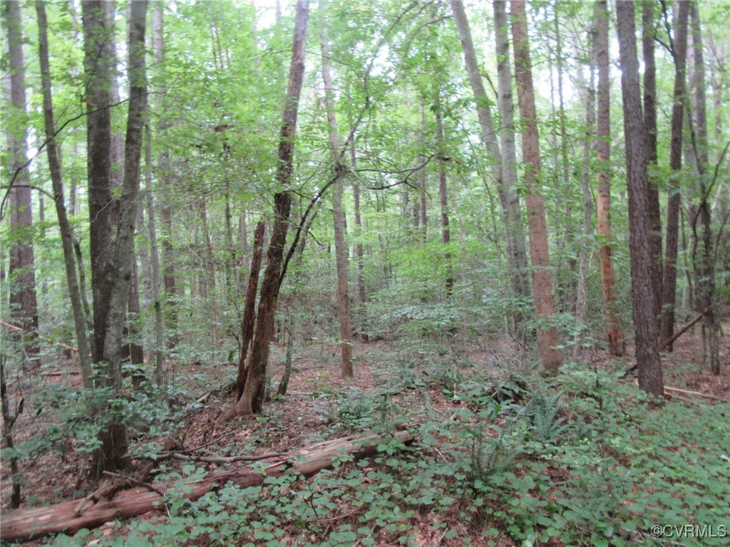 54-32 Scotts Road Dewitt, VA 23840 - Photo 9 of 25 a view of a forest that has large trees