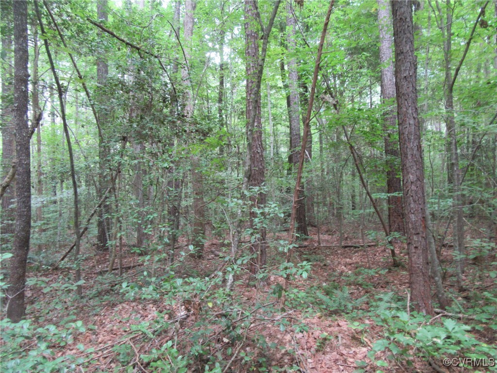 54-32 Scotts Road Dewitt, VA 23840 - Photo 10 of 25 a view of forest