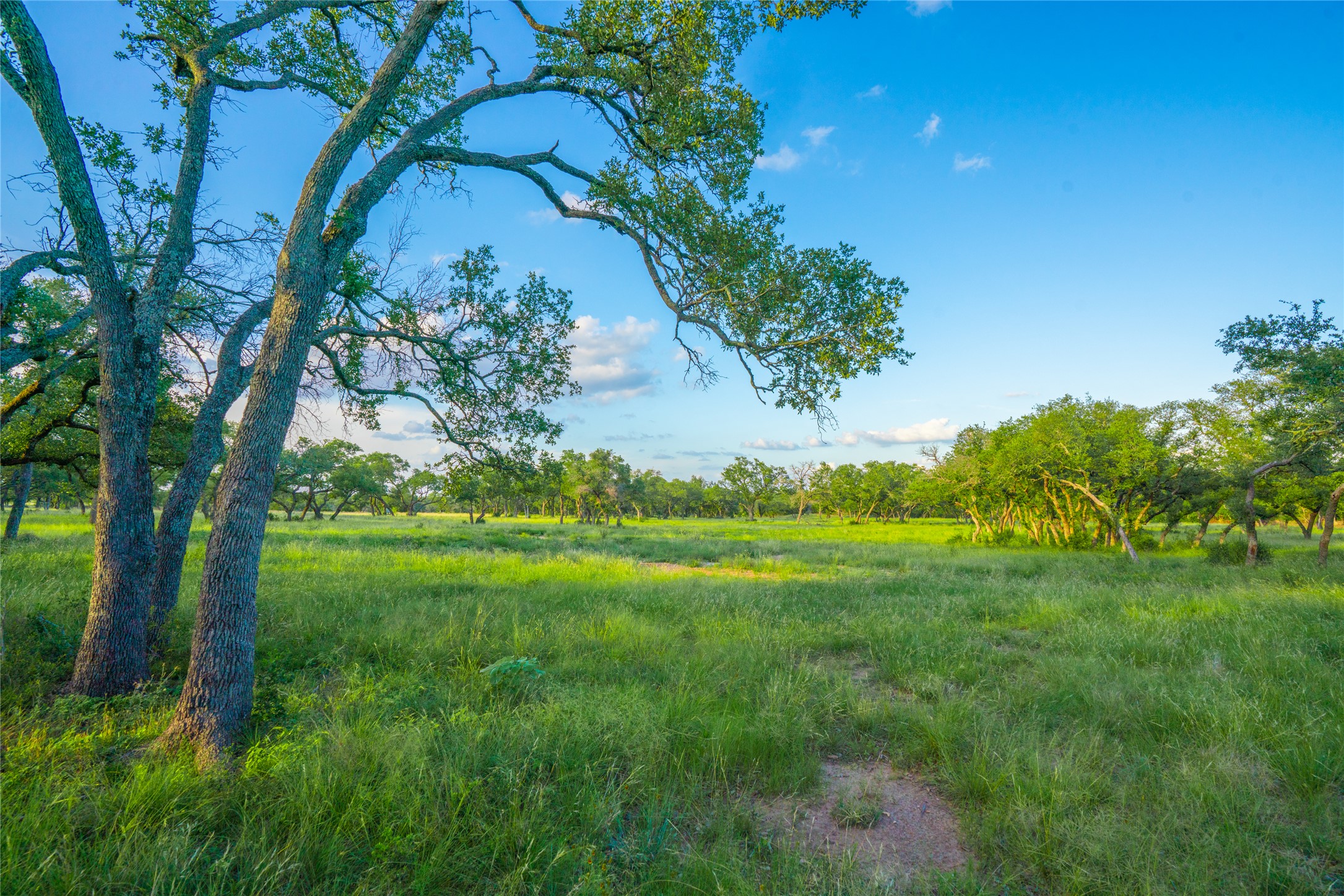 0 Twisted Vine Ranch Johnson City, TX 78636 - Photo 16 of 23 View of undeveloped land