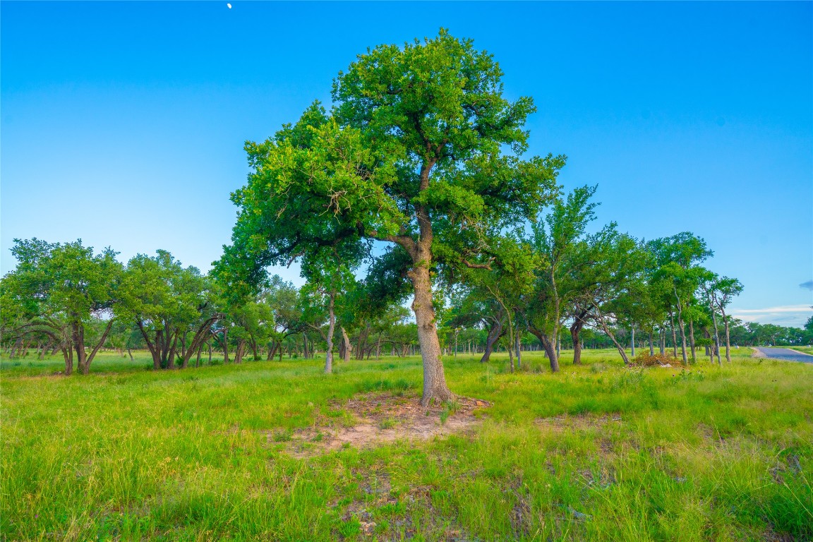 0 Longhorn Ridge Ranch Johnson City, TX 78636 - Photo 17 of 23 a green field with lots of trees