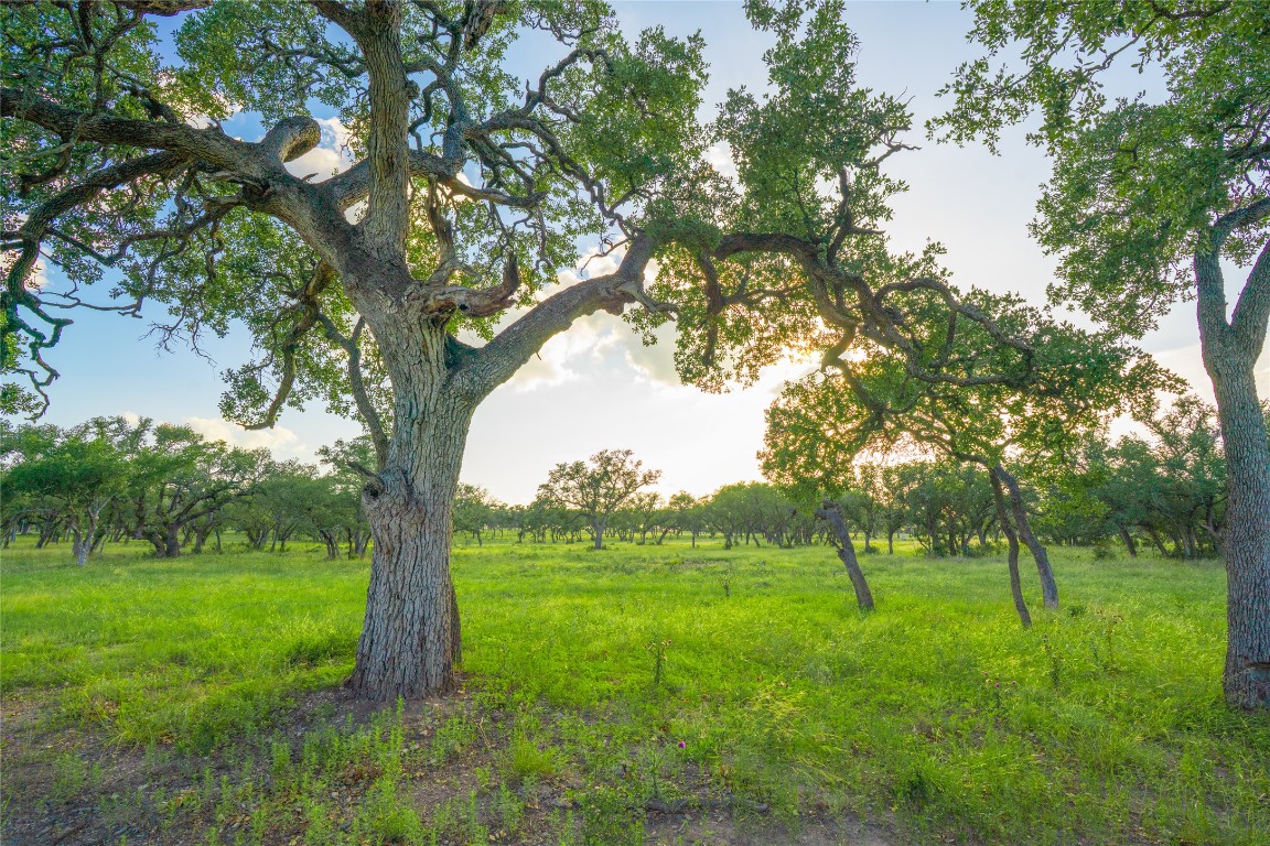 0 Longhorn Ridge Ranch Johnson City, TX 78636 - Photo 18 of 23 a view of a tree in a yard