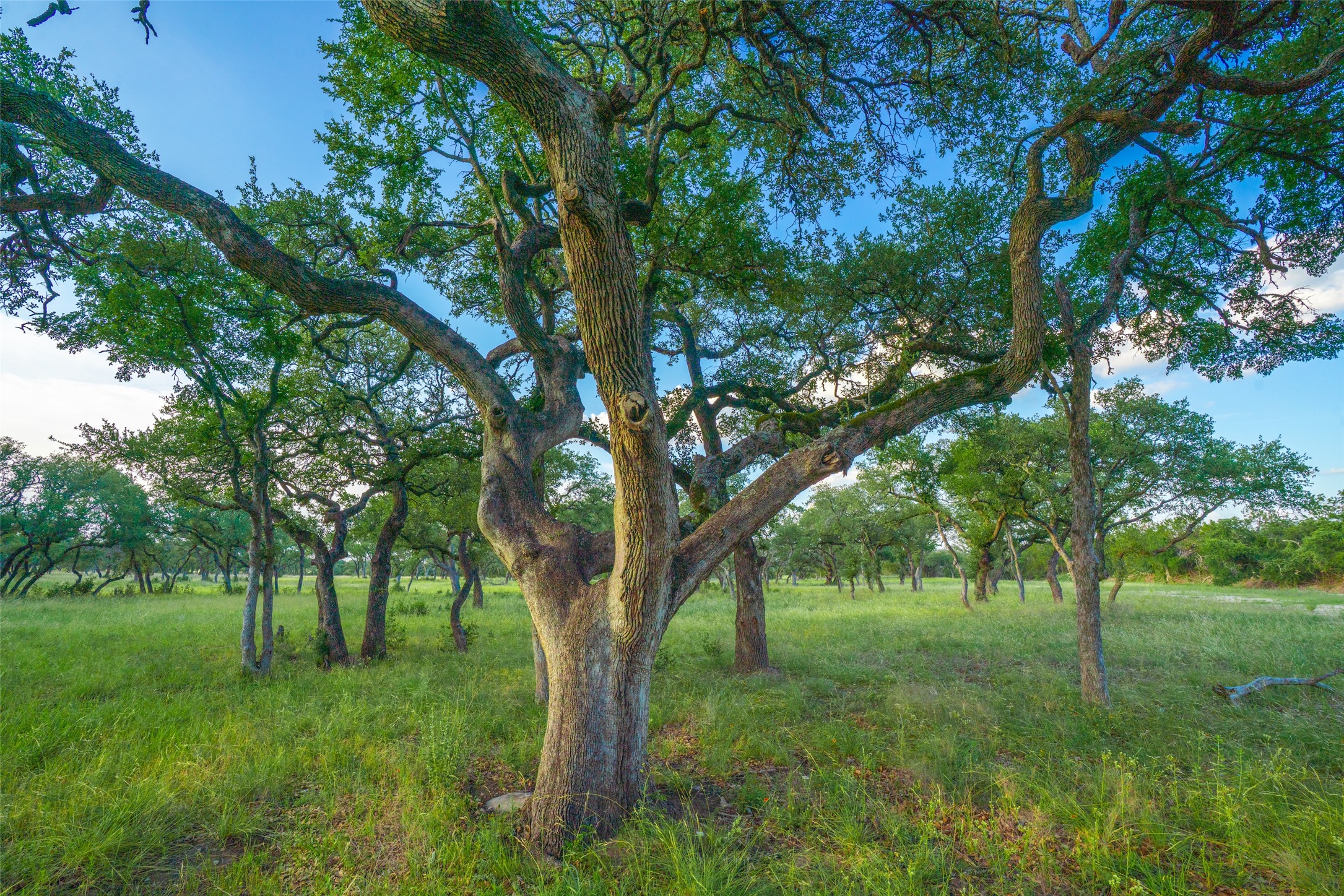 0 Twisted Vine Ranch Johnson City, TX 78636 - Photo 19 of 23 View of local wilderness