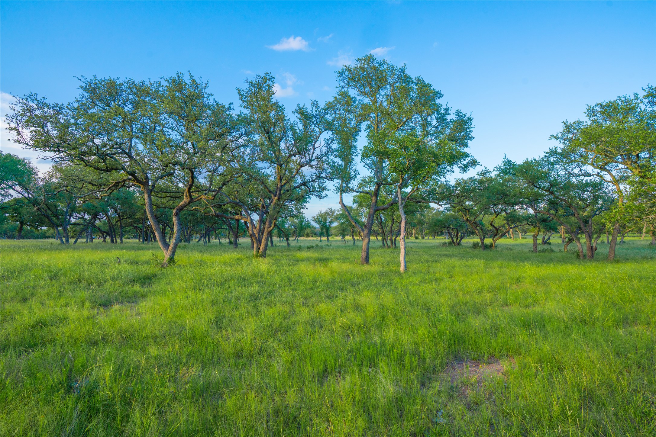 0 Twisted Vine Ranch Johnson City, TX 78636 - Photo 20 of 23 View of yard