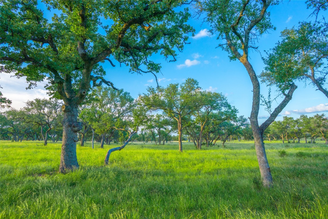 0 Longhorn Ridge Ranch Johnson City, TX 78636 - Photo 21 of 23 a view of green field with a tree