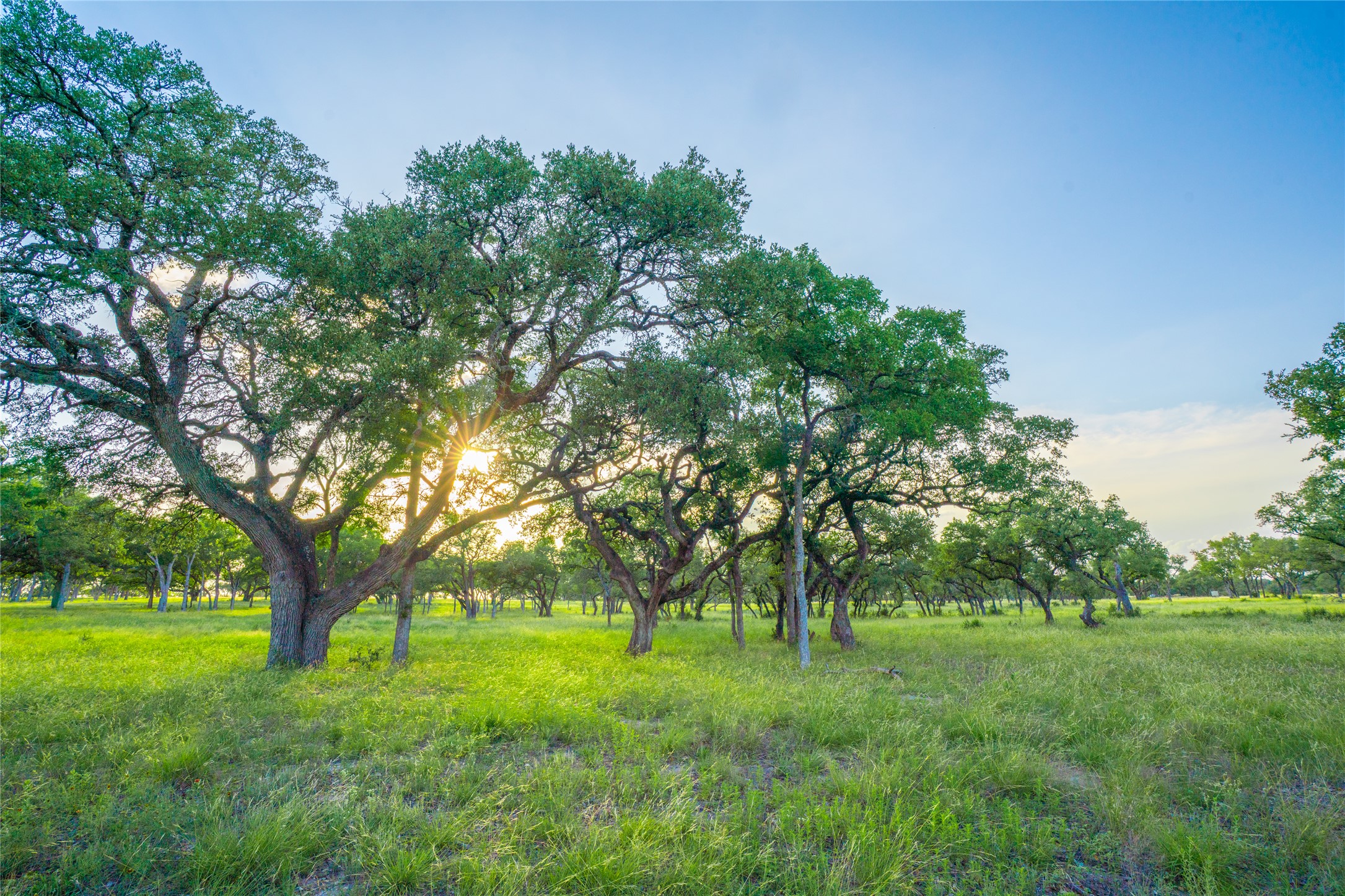 0 Twisted Vine Ranch Johnson City, TX 78636 - Photo 3 of 23 View of nature at dusk