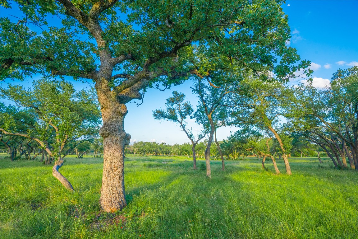 0 Longhorn Ridge Ranch Johnson City, TX 78636 - Photo 5 of 23 a view of an trees with a yard