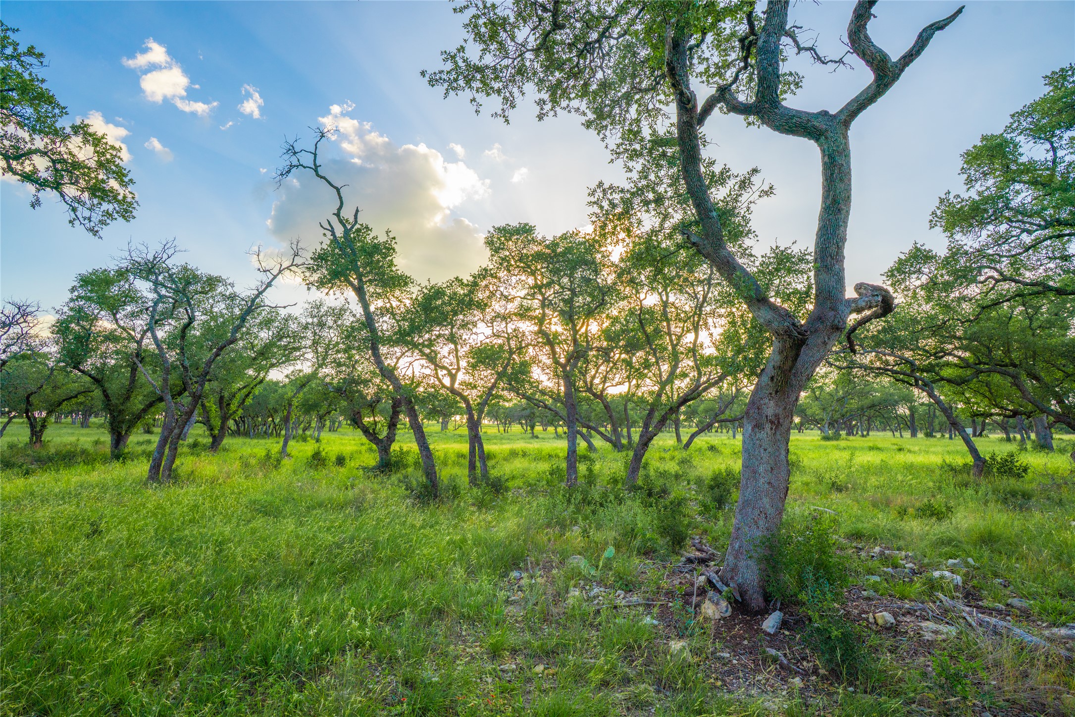 0 Twisted Vine Ranch Johnson City, TX 78636 - Photo 7 of 23 View of wooded area