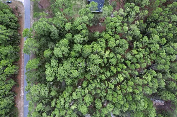 a view of a forest that has a tree
