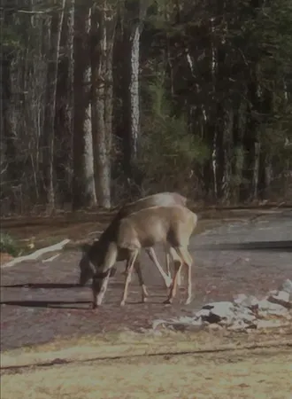 $925,000 | 1959 Miller Ferry Road Southwest, Calhoun, GA 30701