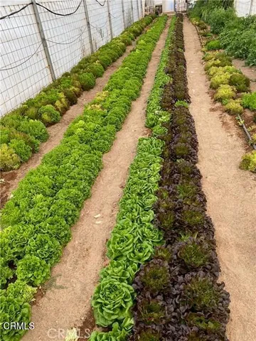 a view of a tree in front of house