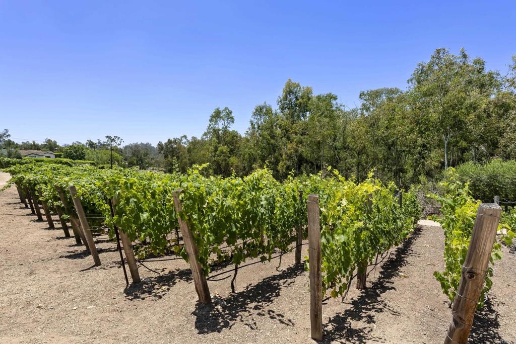 5293 La Glorieta Rancho Santa Fe, CA 92067 - Photo 20 of 25 a view of a park with large trees