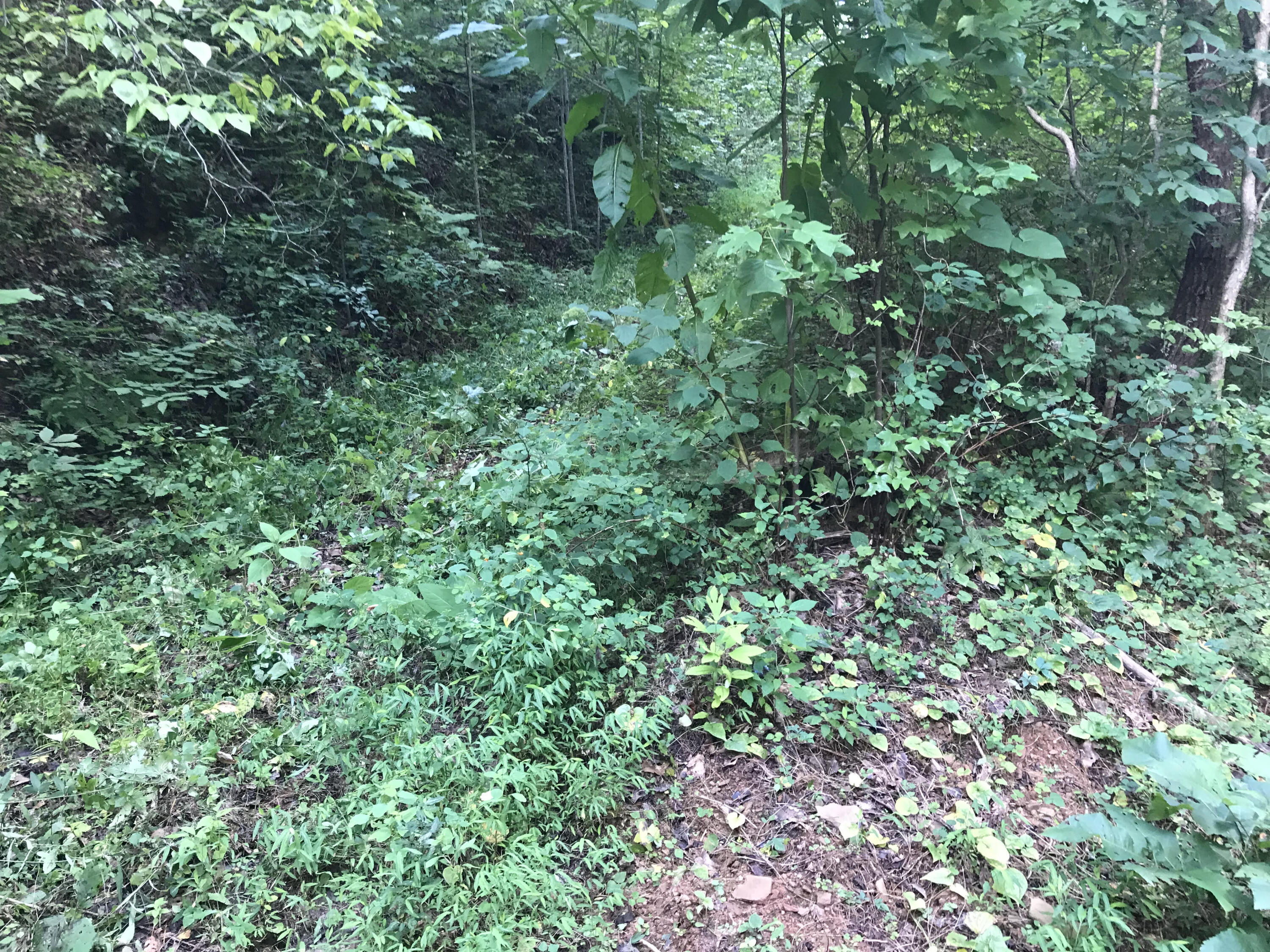 39.9 Boiling Springs Road Vonore, TN 37885 - Photo 2 of 11 3 Point Rd Pic 2
