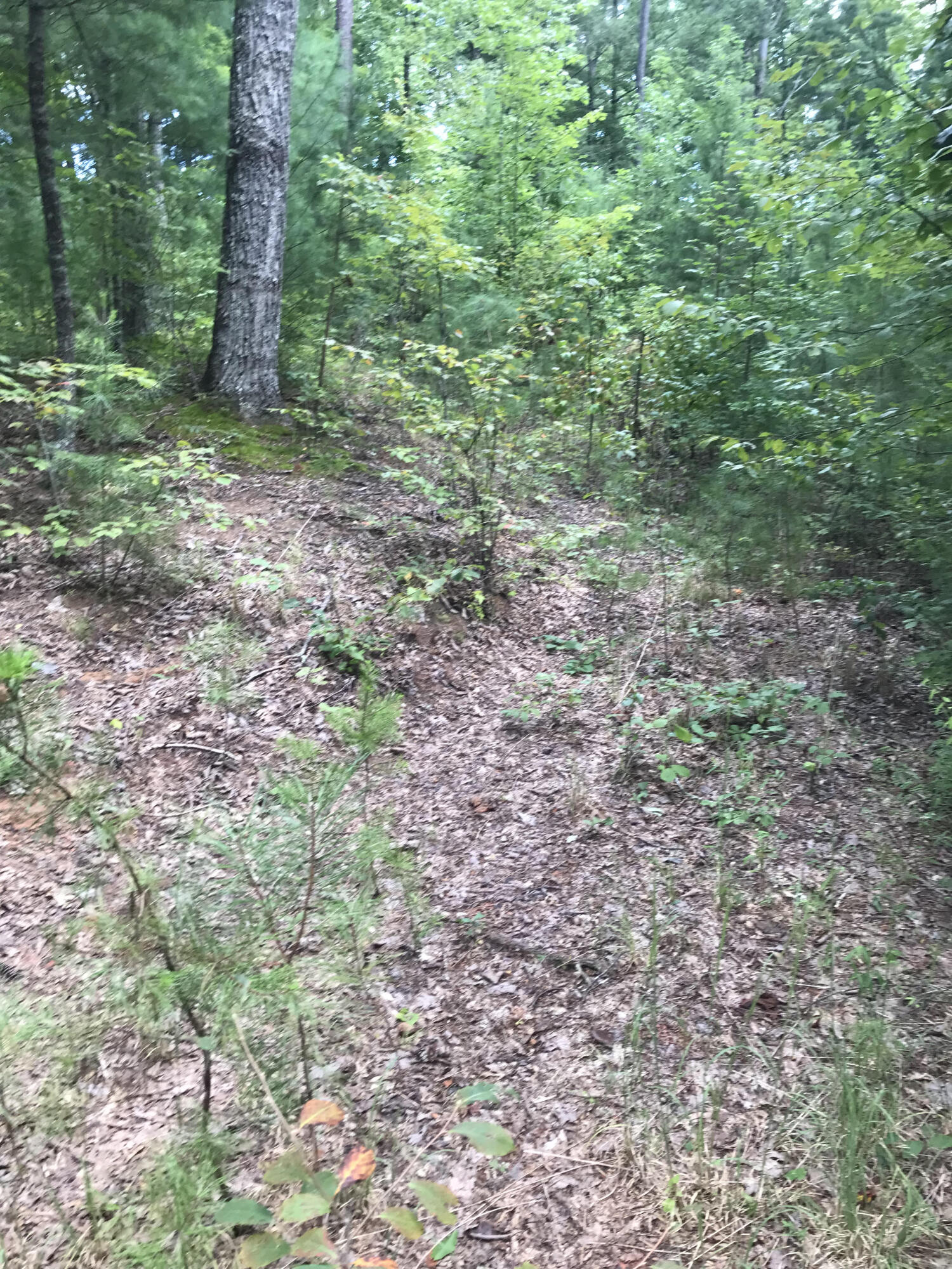 39.9 Boiling Springs Road Vonore, TN 37885 - Photo 4 of 11 3 Point Rd Pic 4
