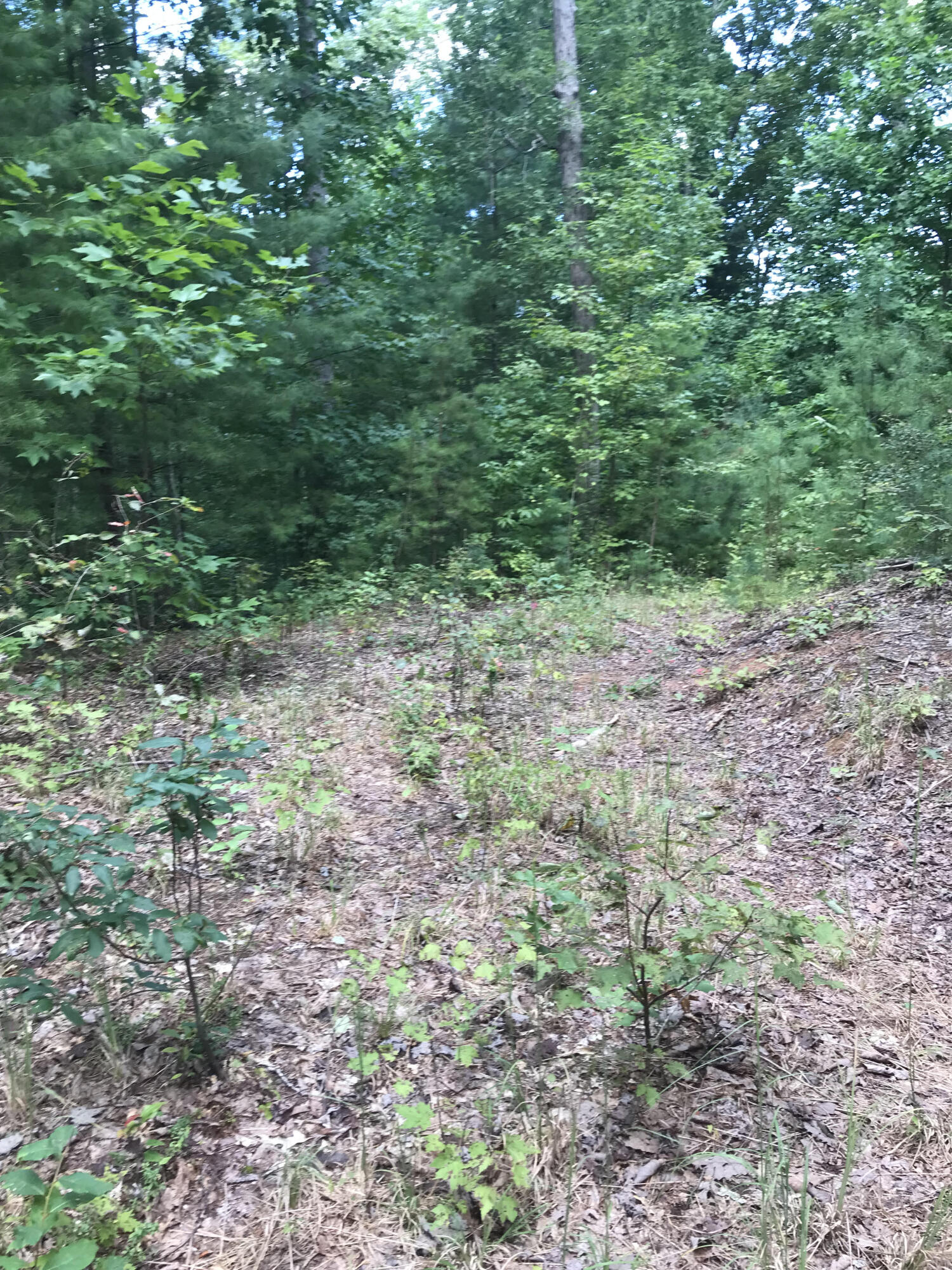 39.9 Boiling Springs Road Vonore, TN 37885 - Photo 6 of 11 3 Point Rd Pic 6