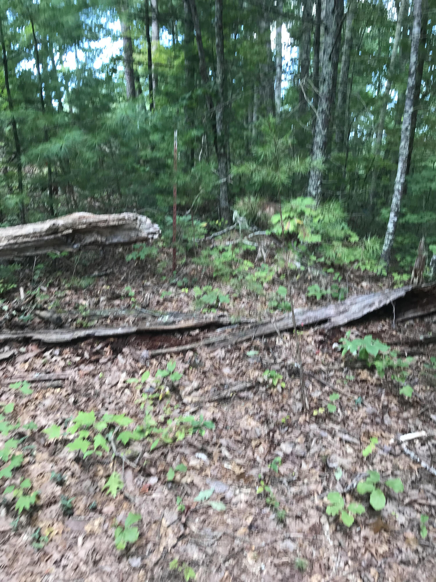39.9 Boiling Springs Road Vonore, TN 37885 - Photo 8 of 11 3 Point Rd Pic 8