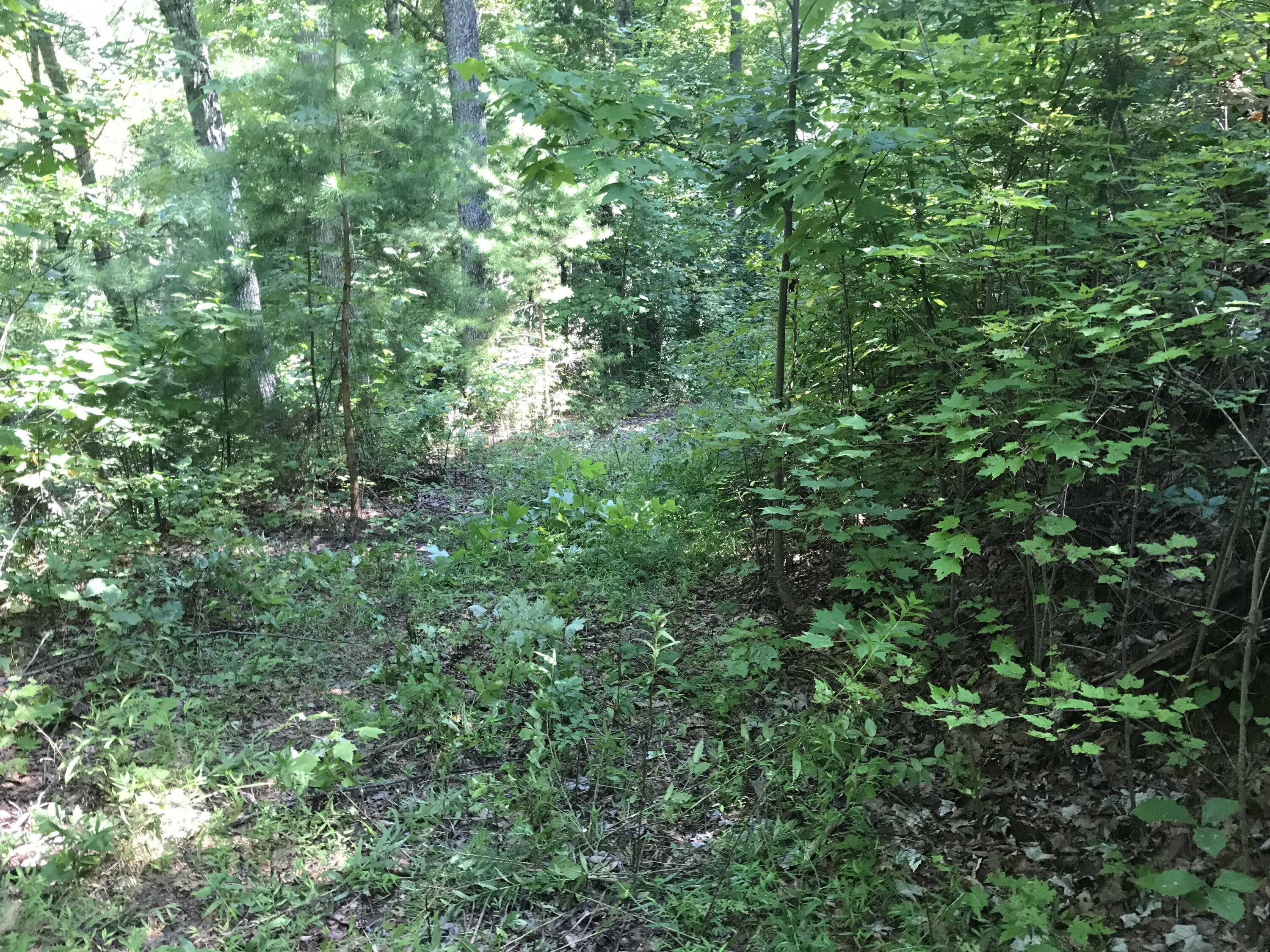 39.9 Boiling Springs Road Vonore, TN 37885 - Photo 10 of 11 3 Point Rd Pic 10