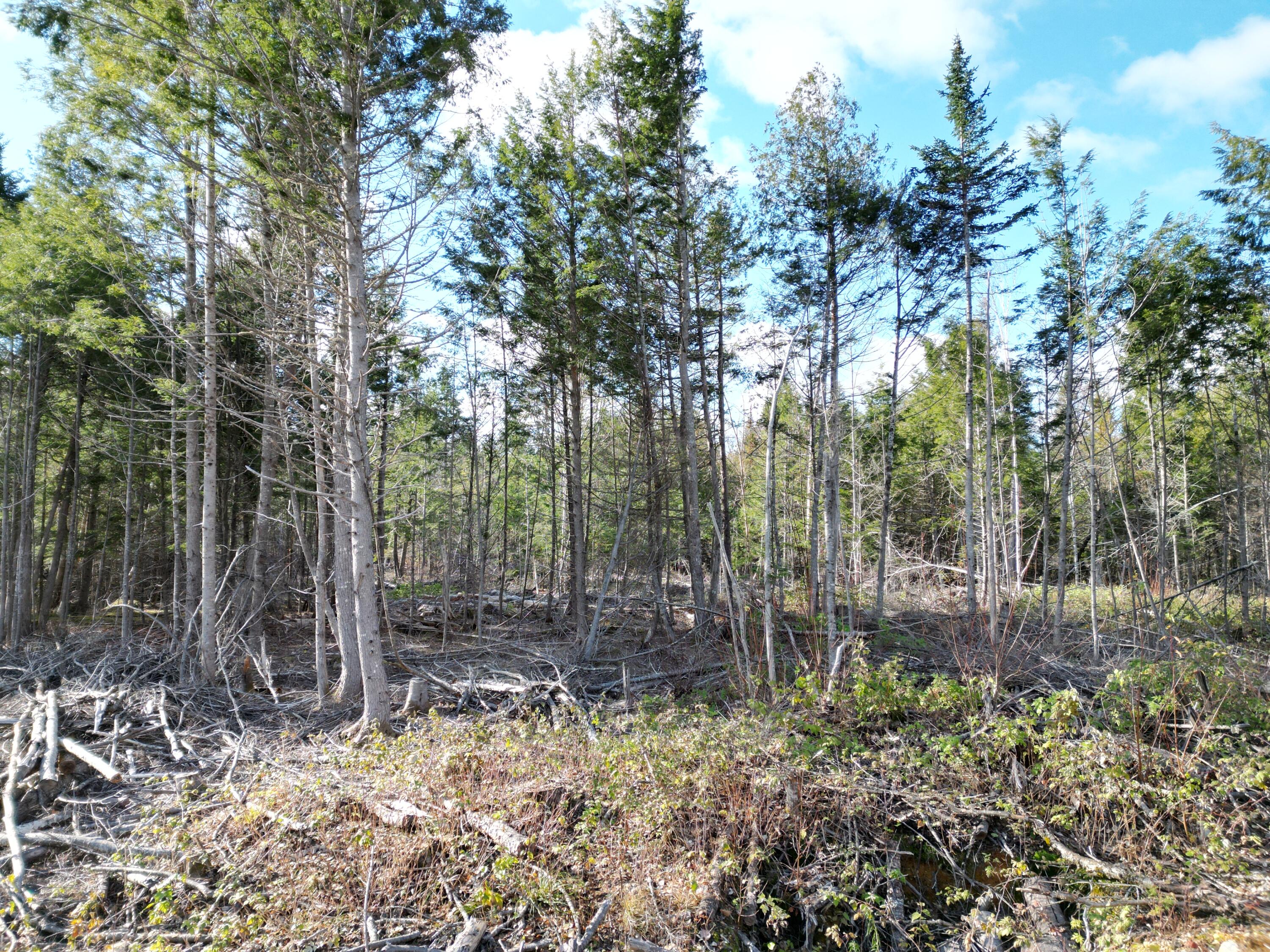 Off Medway Road Mattawamkeag, ME 04459 - Photo 19 of 21 DJI_0277