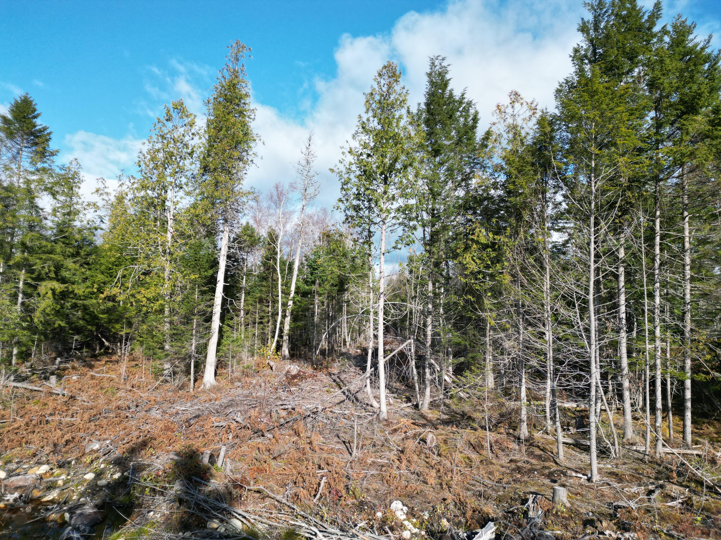 Off Medway Road Mattawamkeag, ME 04459 - Photo 8 of 21 DJI_0264