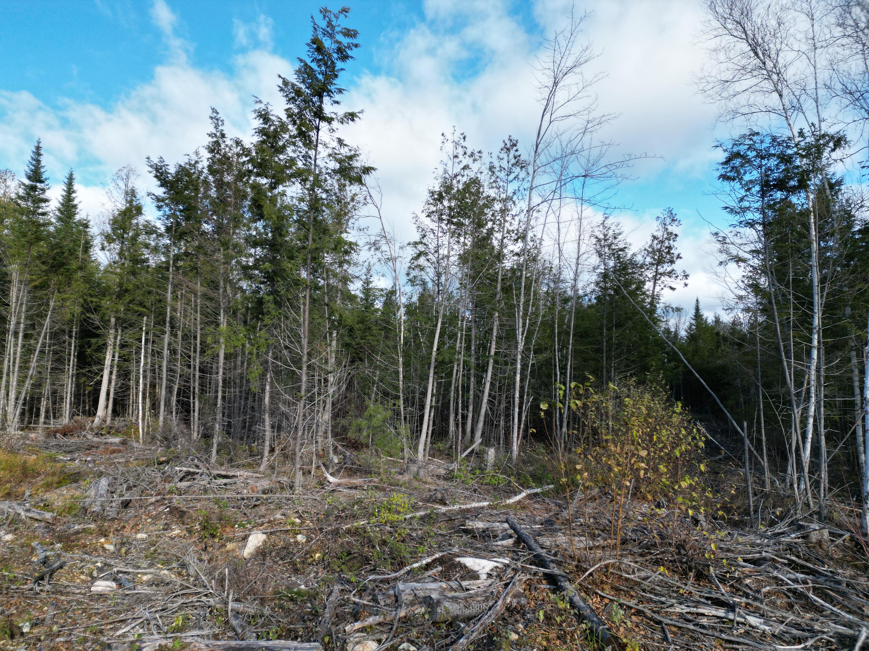 Off Medway Road Mattawamkeag, ME 04459 - Photo 9 of 21 DJI_0266