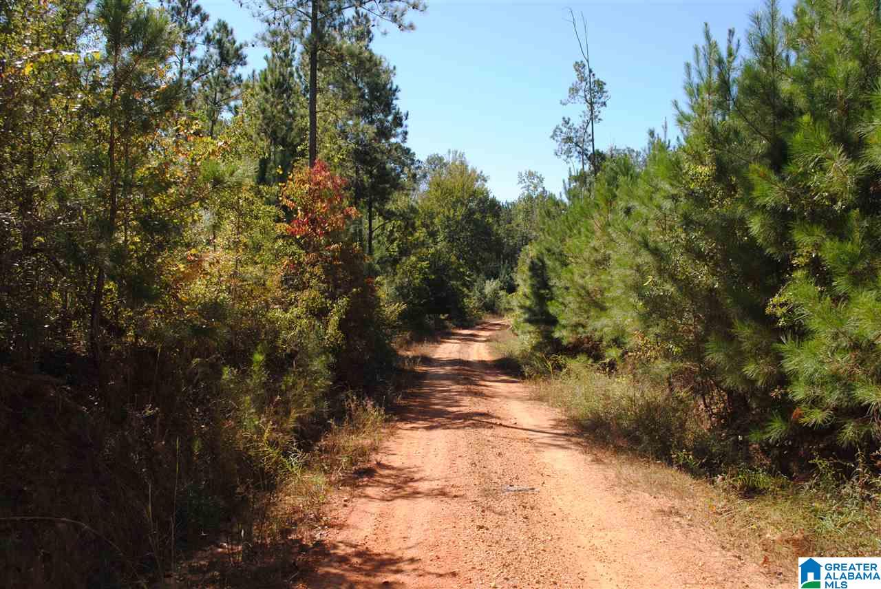 119-acres Double Branch Road, Unit 119 ACRES Marion, AL 36756 - Photo 14 of 26