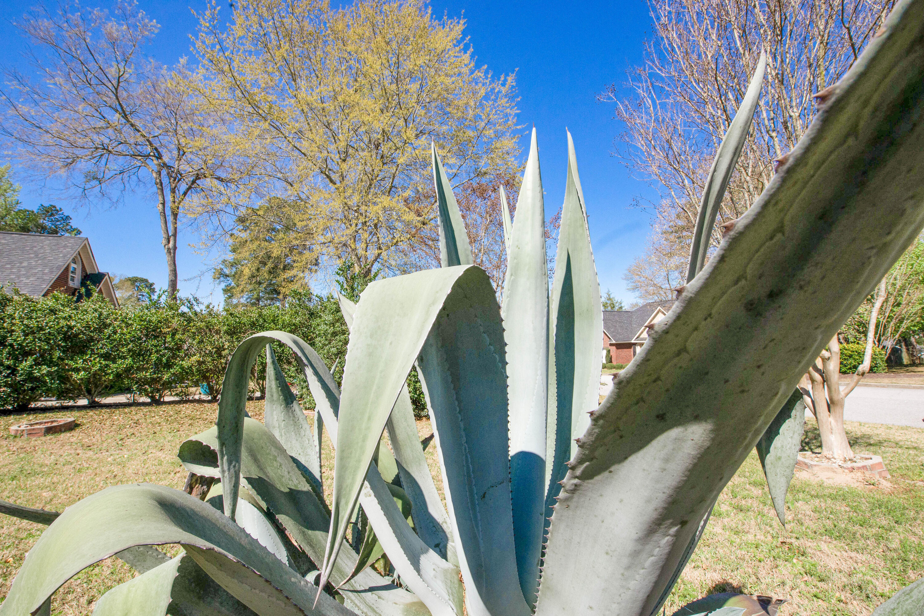 264 Bridle Path Road North Augusta, SC 29860 - Photo 32 of 37 Landscaping!