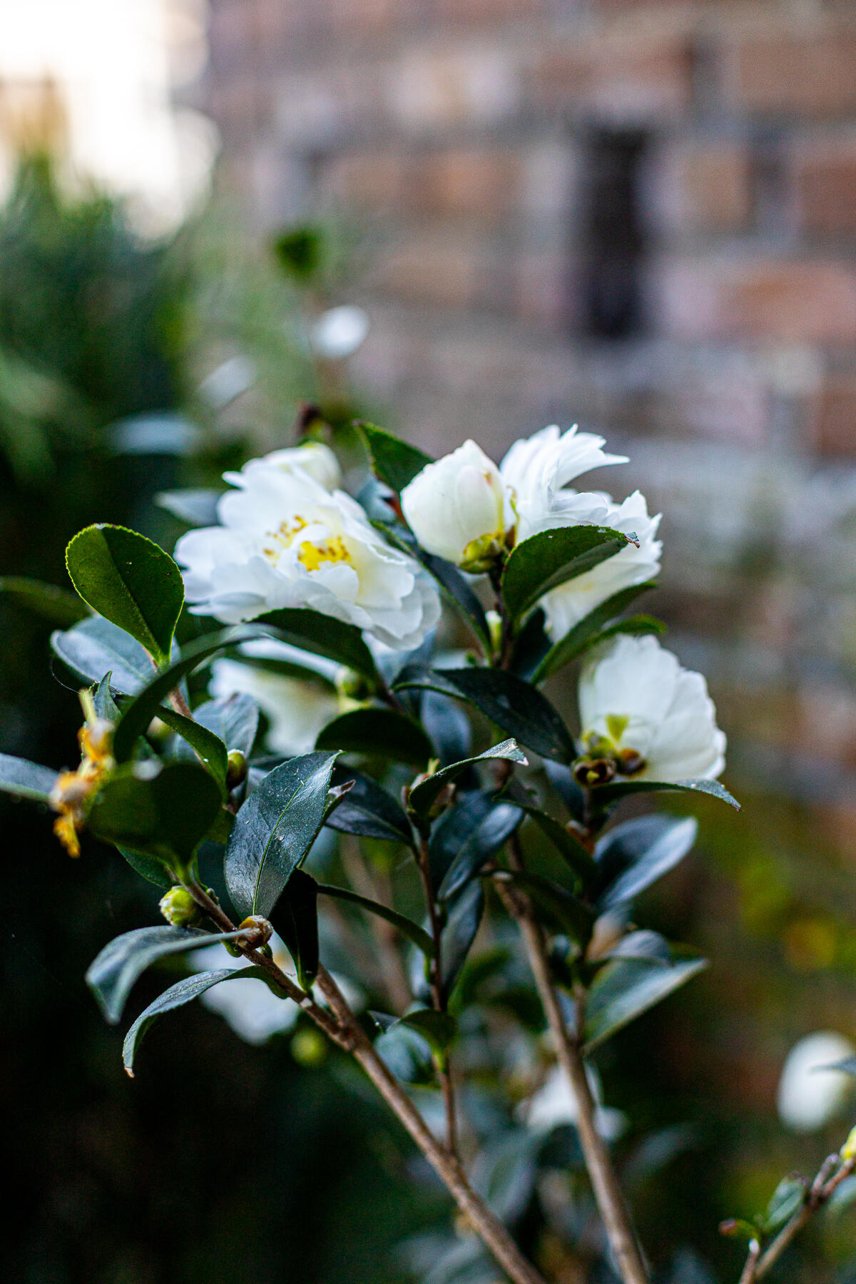 173 Tradd Street Charleston, SC 29401 - Photo 17 of 111 JW-31