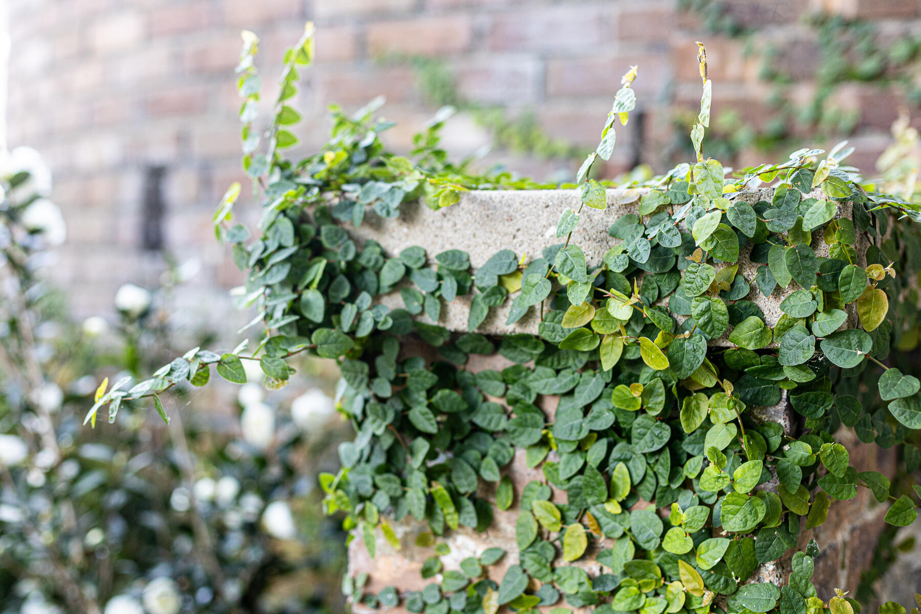 173 Tradd Street Charleston, SC 29401 - Photo 19 of 111 JW-30