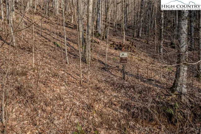 a close up of a plant in a backyard