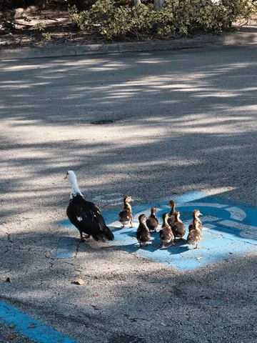 a view of a lake with houses in the background