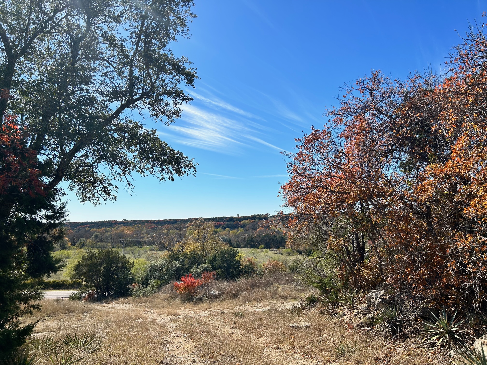 a view of a forest with trees in the background