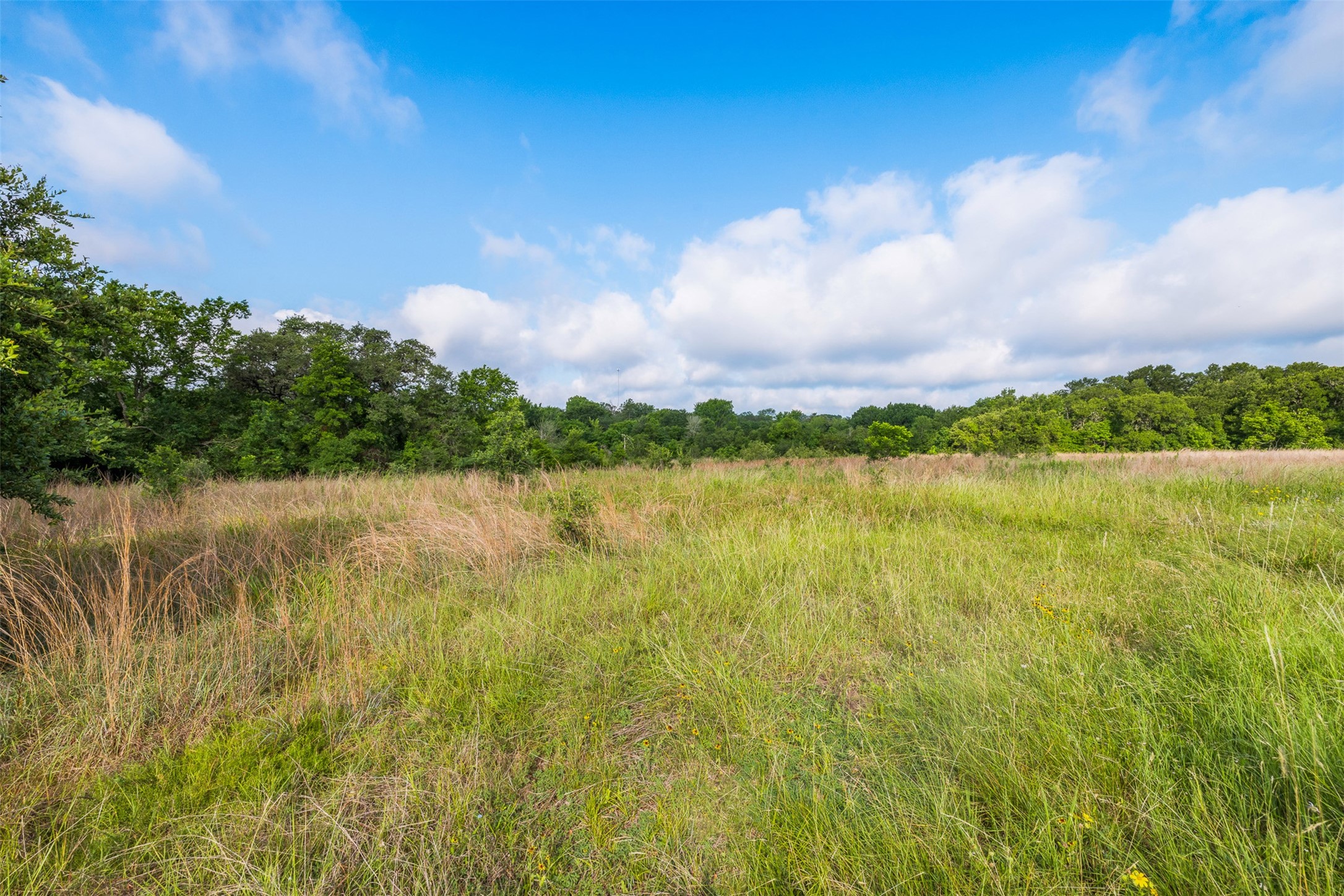 1338 Highway 237 Round Top, TX 78954 - Photo 4 of 16