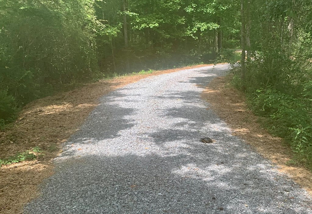 1001 Crawford Creek Road Cowarts, AL 36321 - Photo 5 of 17