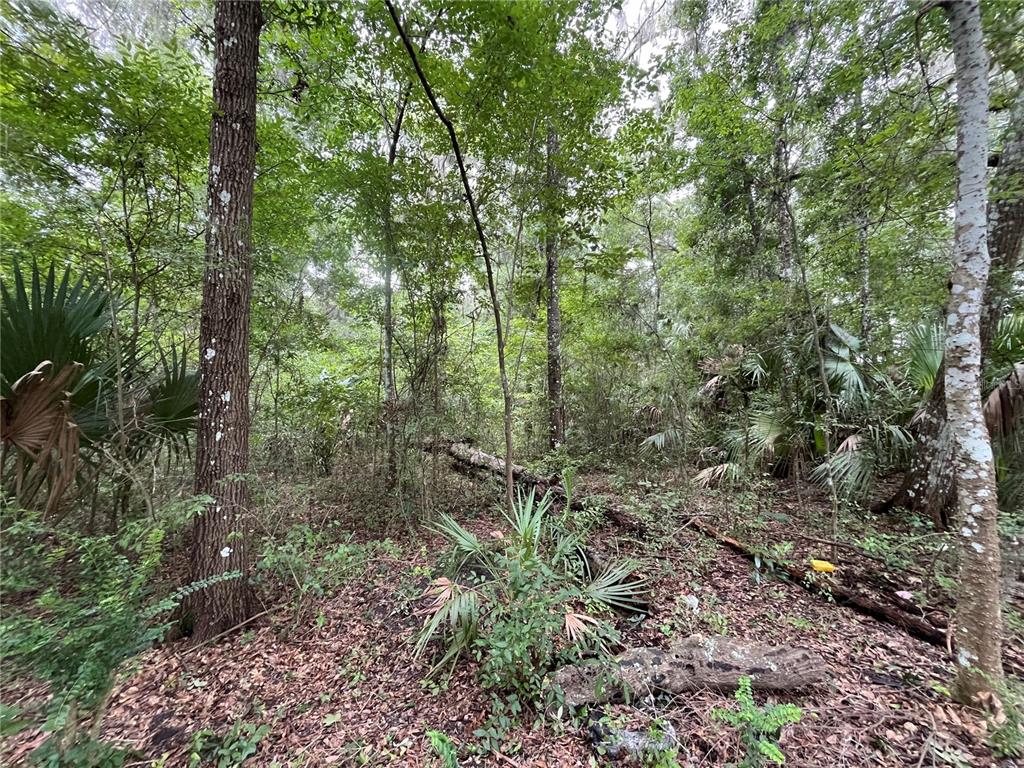 65th Street Ocala, FL 34475 - Photo 2 of 7 a view of a forest with trees