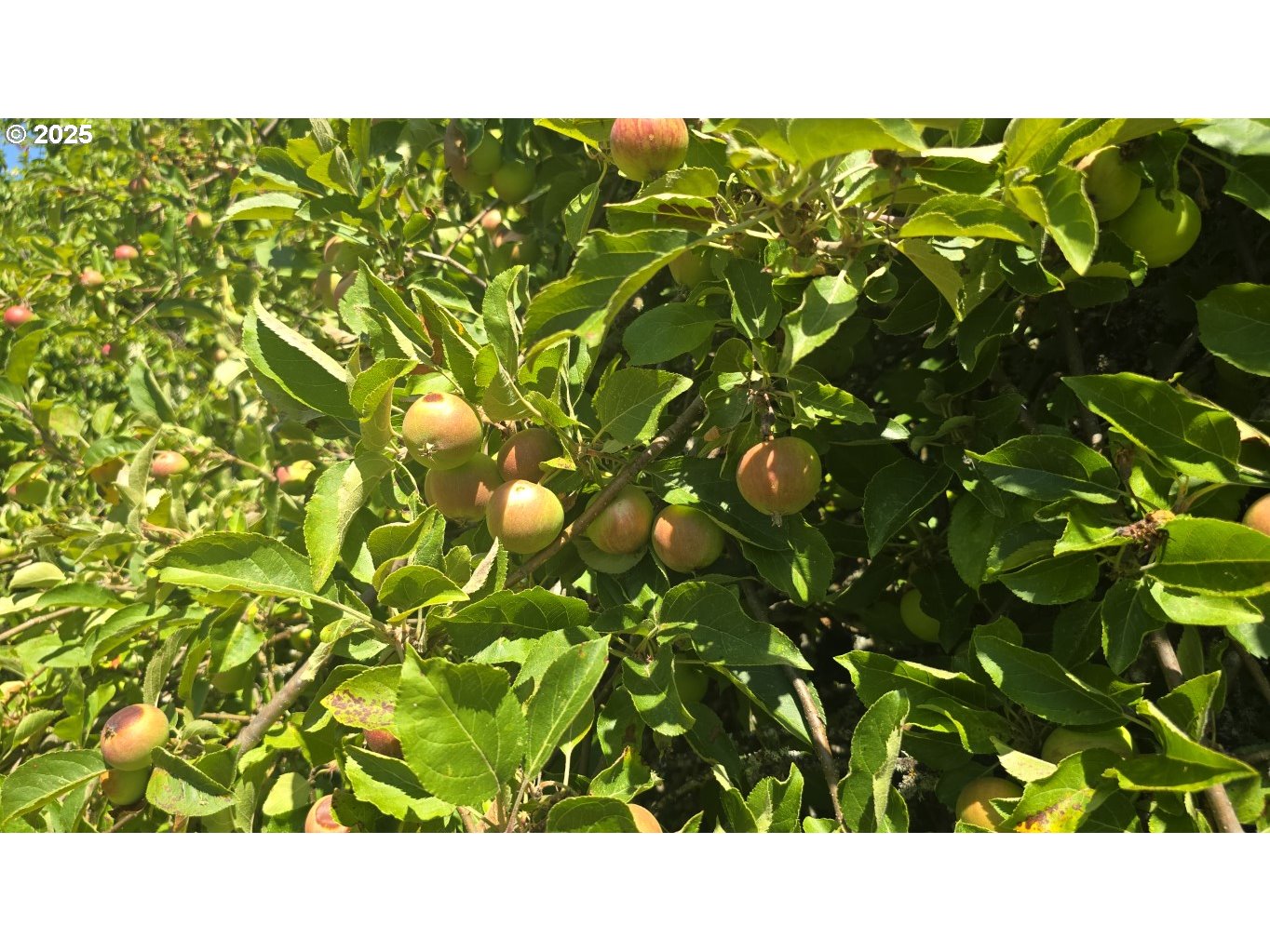 19520 Southwest Kinnaman Road Beaverton, OR 97078 - Photo 44 of 47 a black and white photo of a tree