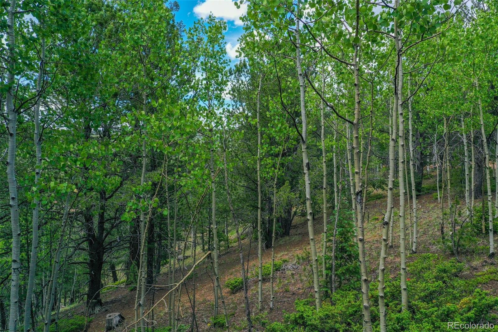 773 Timber Ridge Road Divide, CO 80814 - Photo 7 of 15 a view of forest